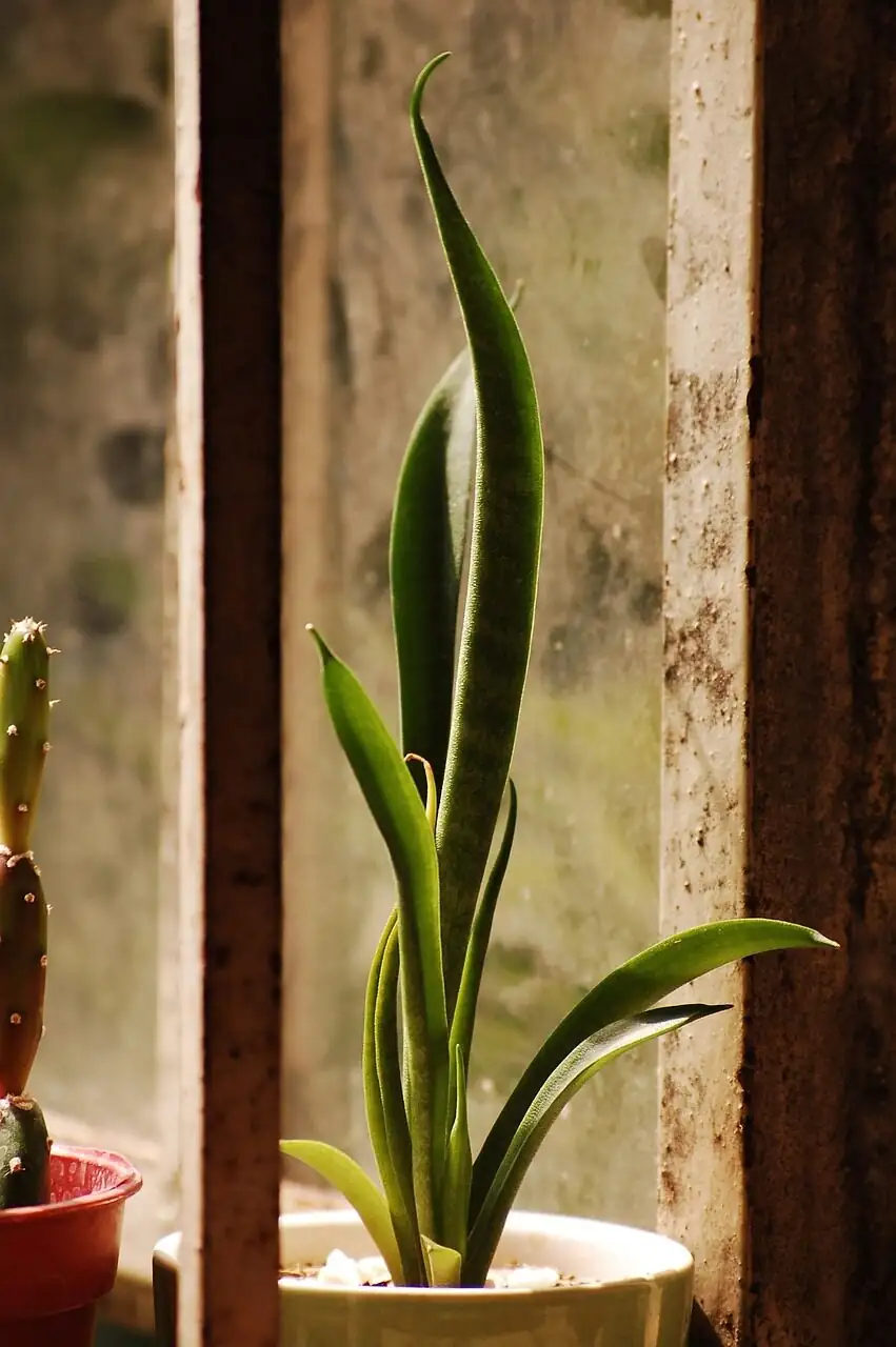 succulent windowsill winter sunlight