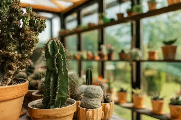 succulent gritty soil mix
