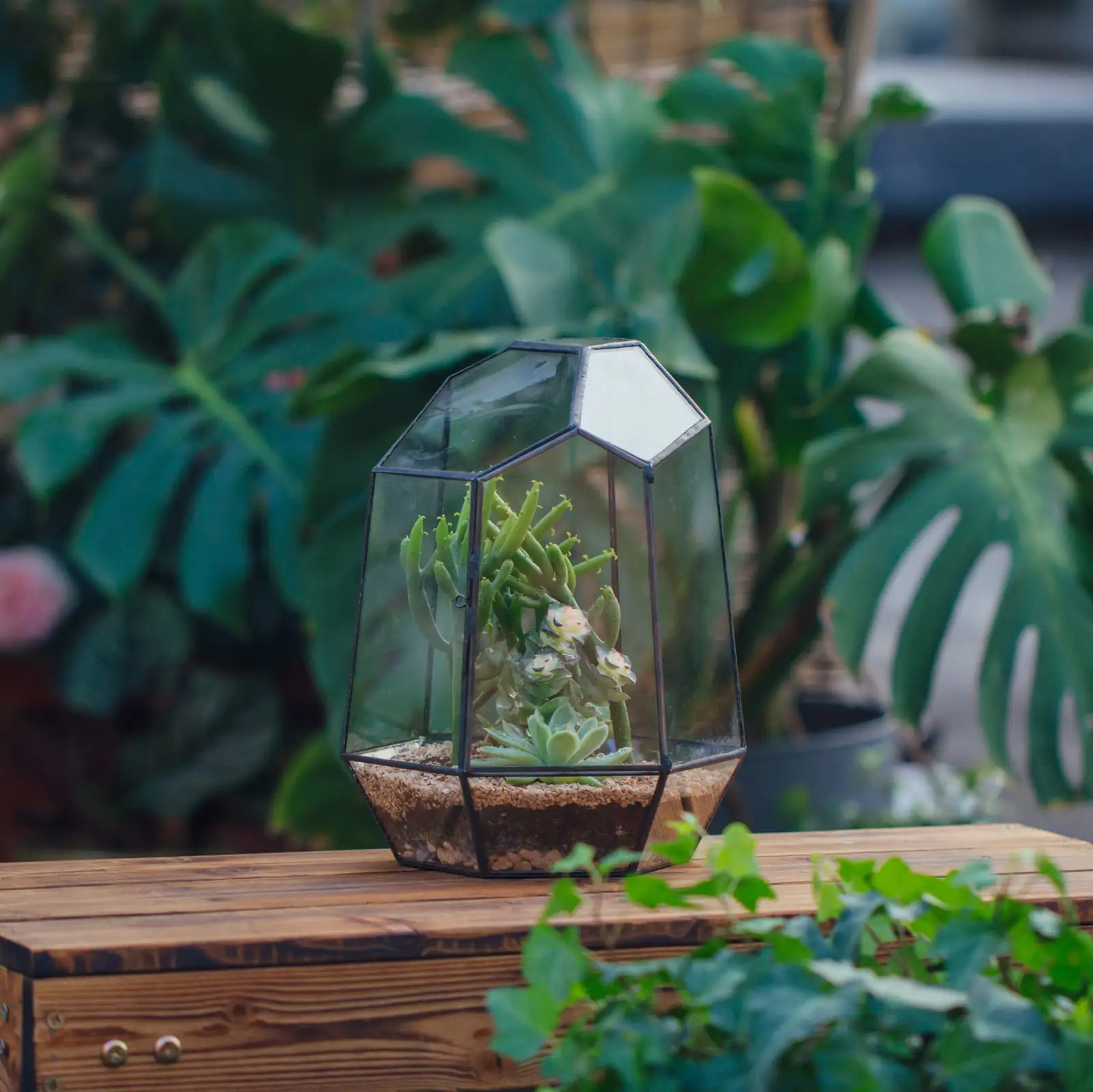 succulent sealed glass terrarium condensation
