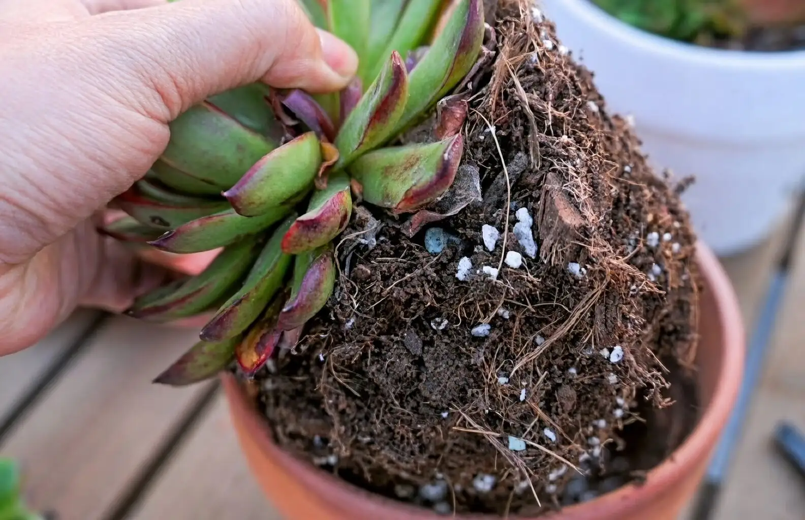 succulent root rot black roots