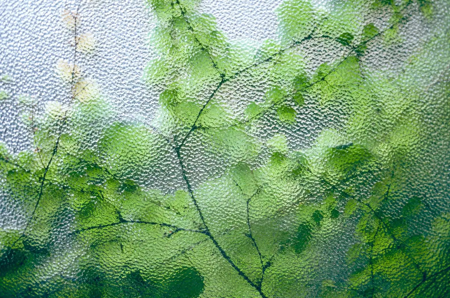 jerusalem cherry near window thermometer