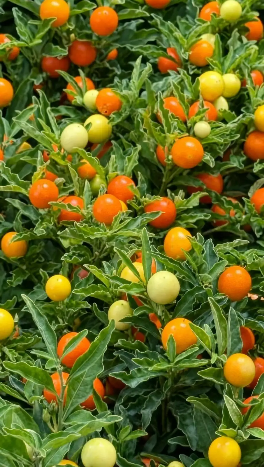 jerusalem cherry leaf spot close-up