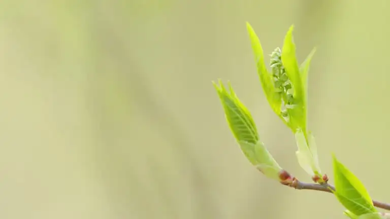 jerusalem cherry whiteflies leaf underside