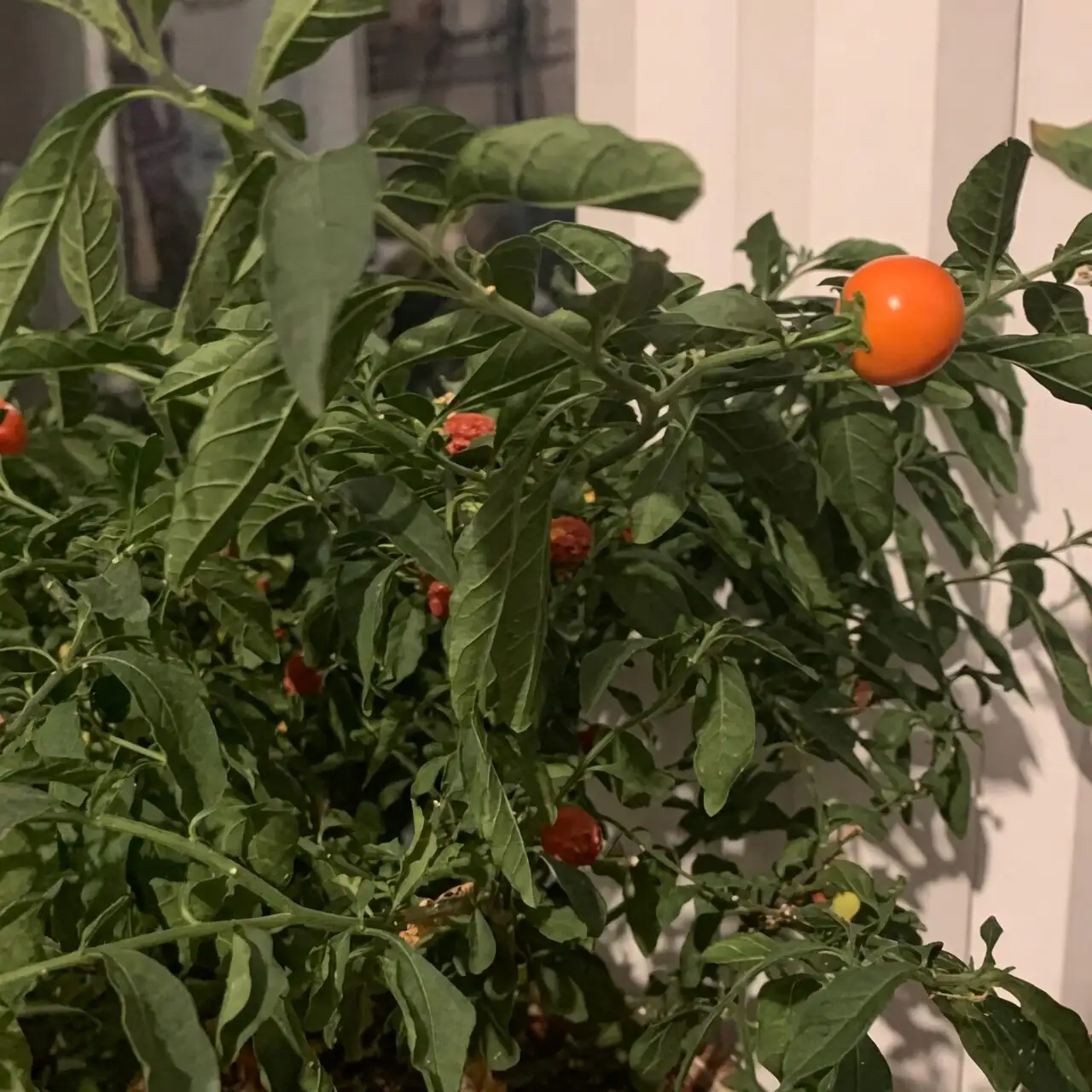 jerusalem cherry south window fan