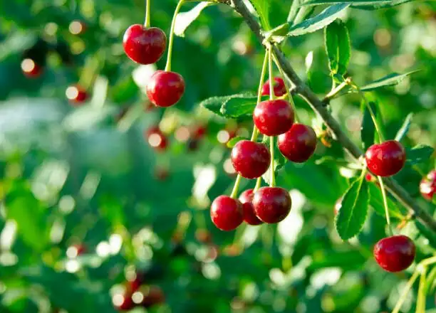 jerusalem cherry red berries close-up