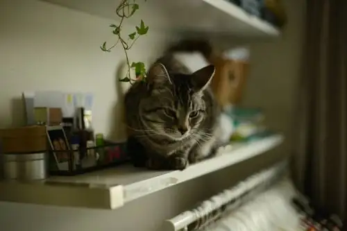 cat looking at jerusalem cherry on shelf