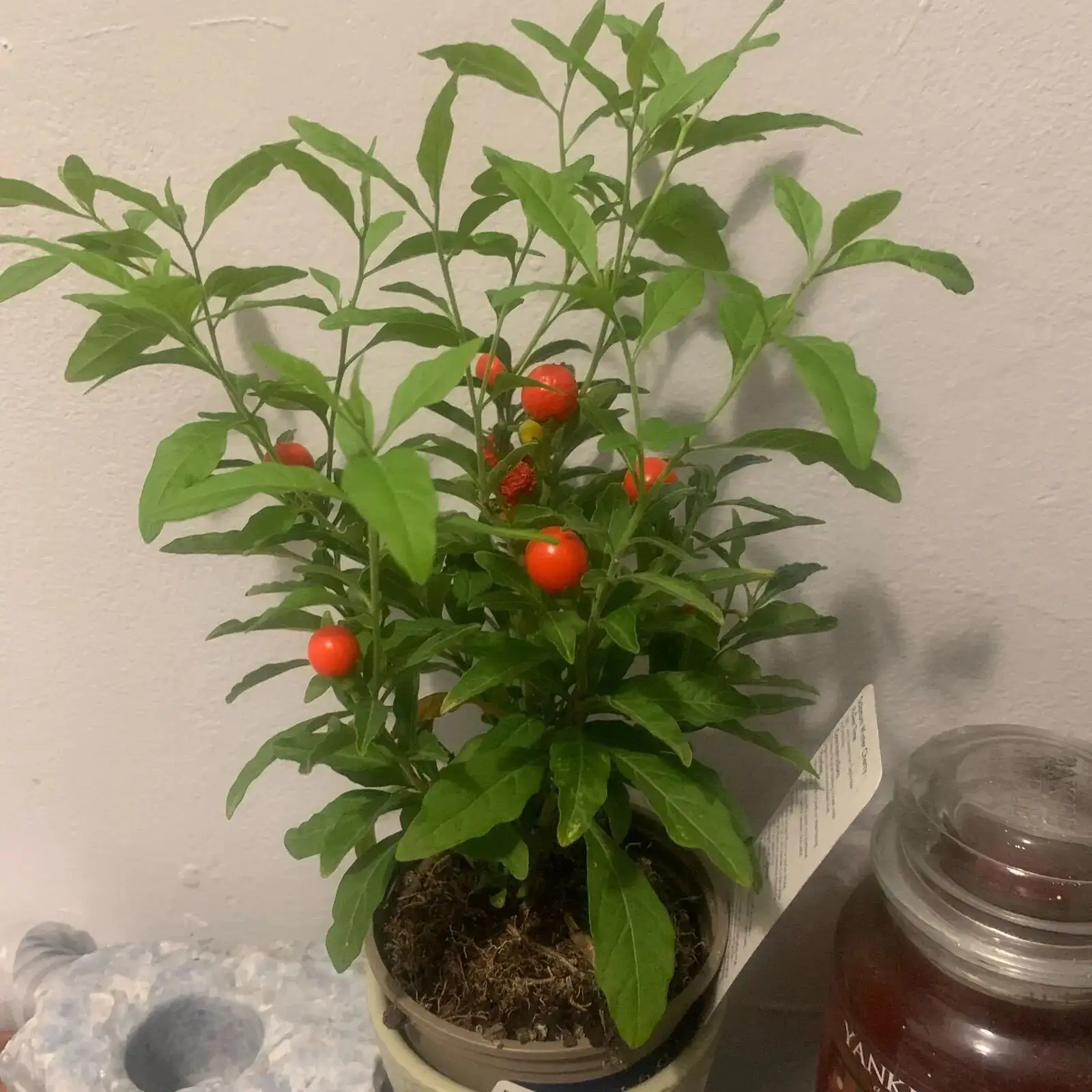冬天自带节日滤镜的植物？关于珊瑚豆你没想到的10个冷知识