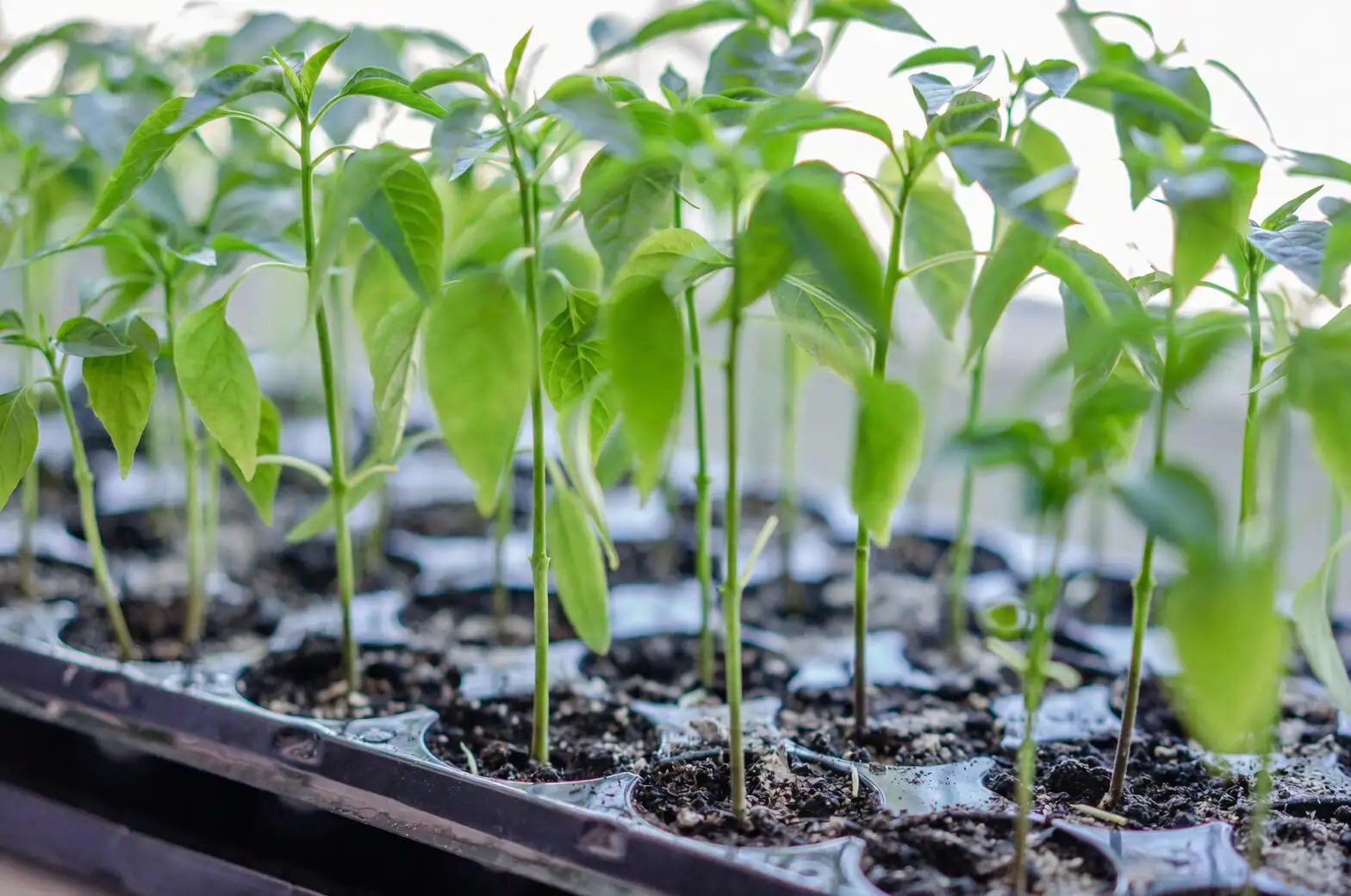 Jerusalem cherry seedlings seed tray