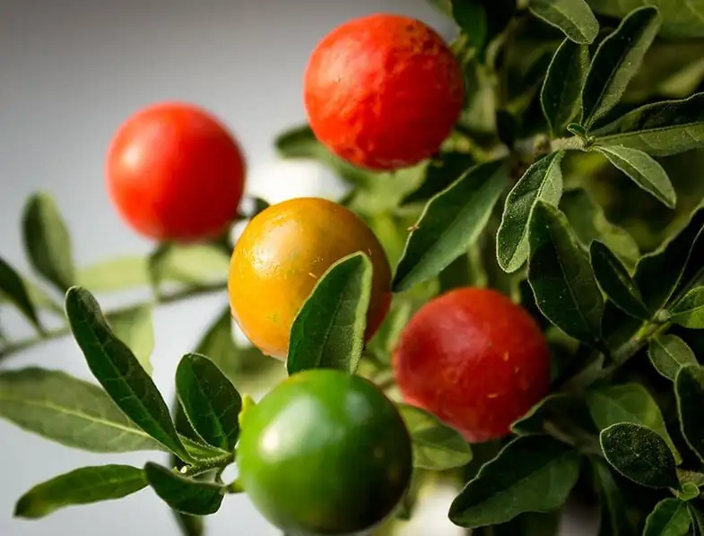 Jerusalem cherry fruit close-up