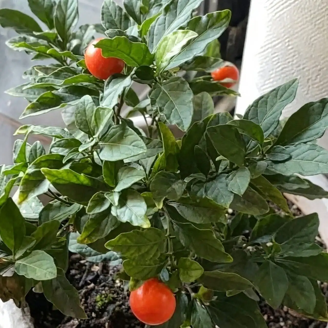 Jerusalem cherry watering close-up