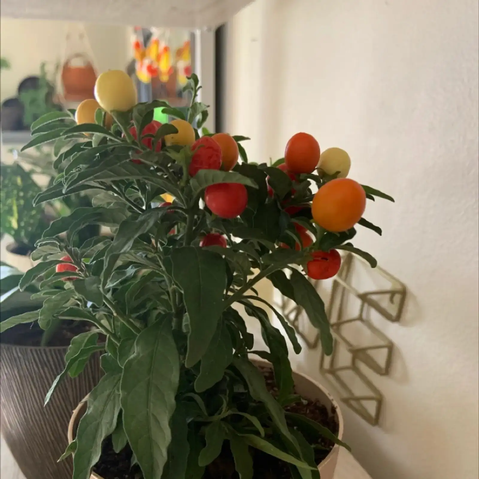 Jerusalem cherry repotting soil mix
