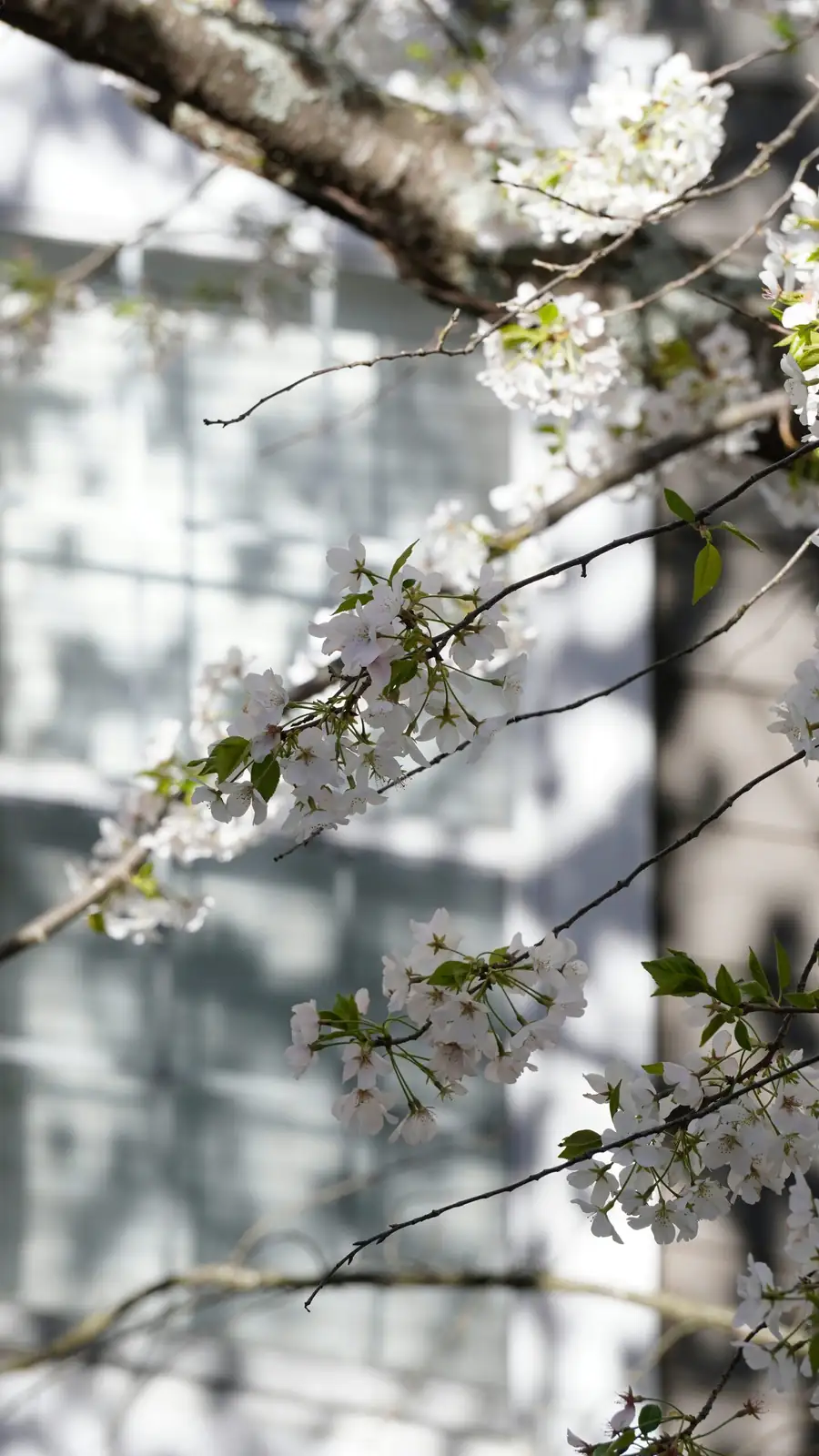 jerusalem cherry east window light
