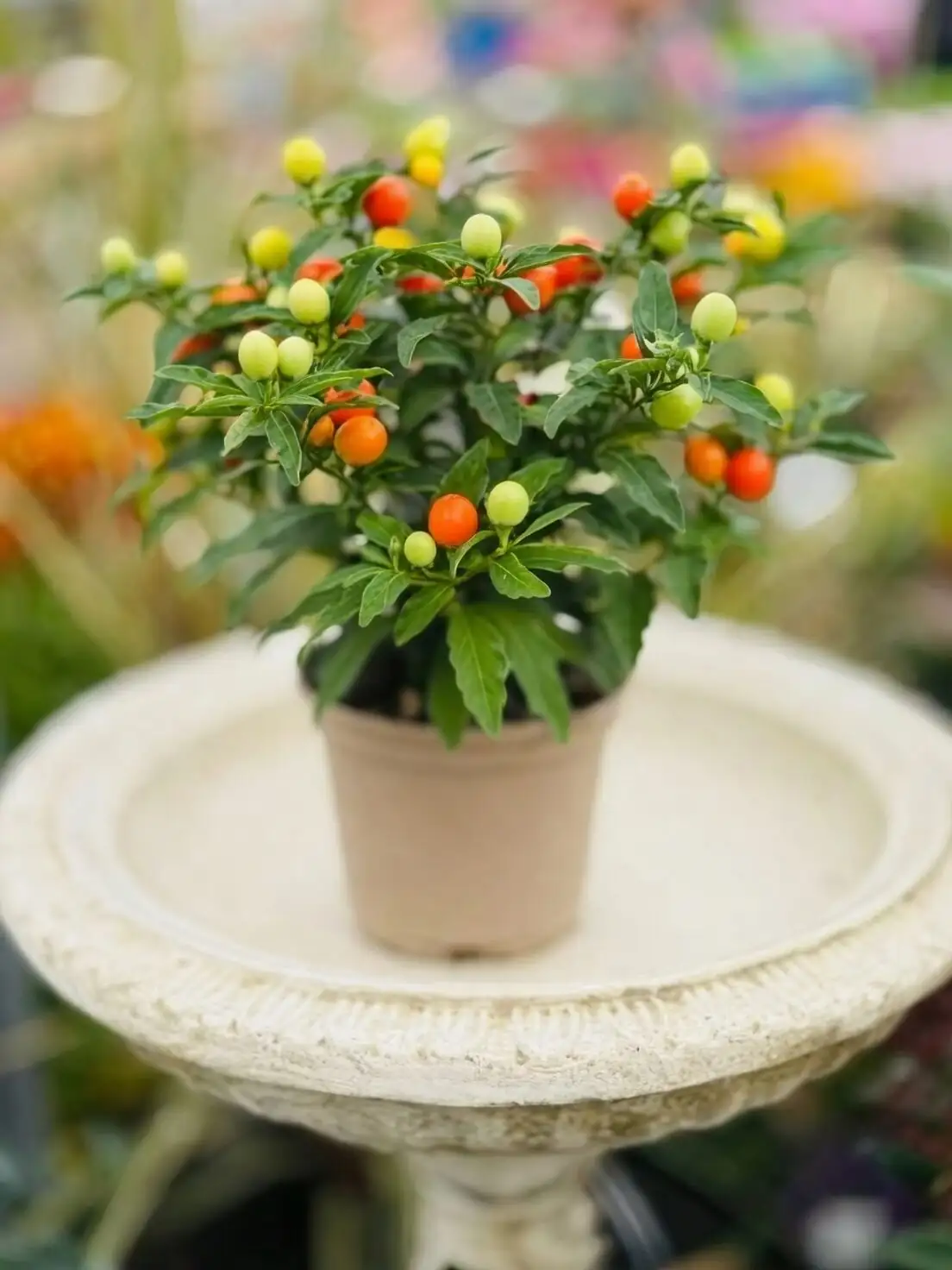 jerusalem cherry compact potted plant