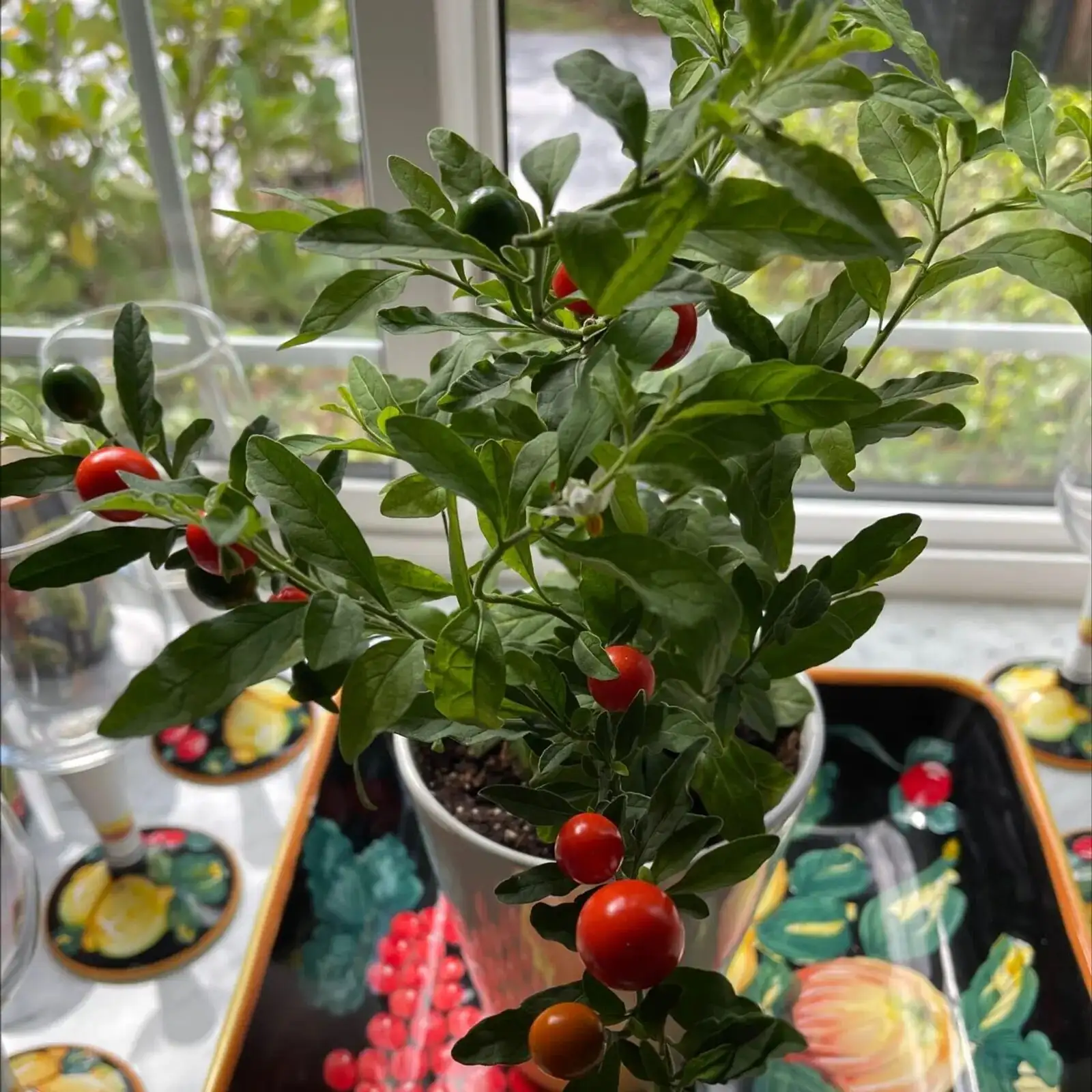 jerusalem cherry watering pot edge
