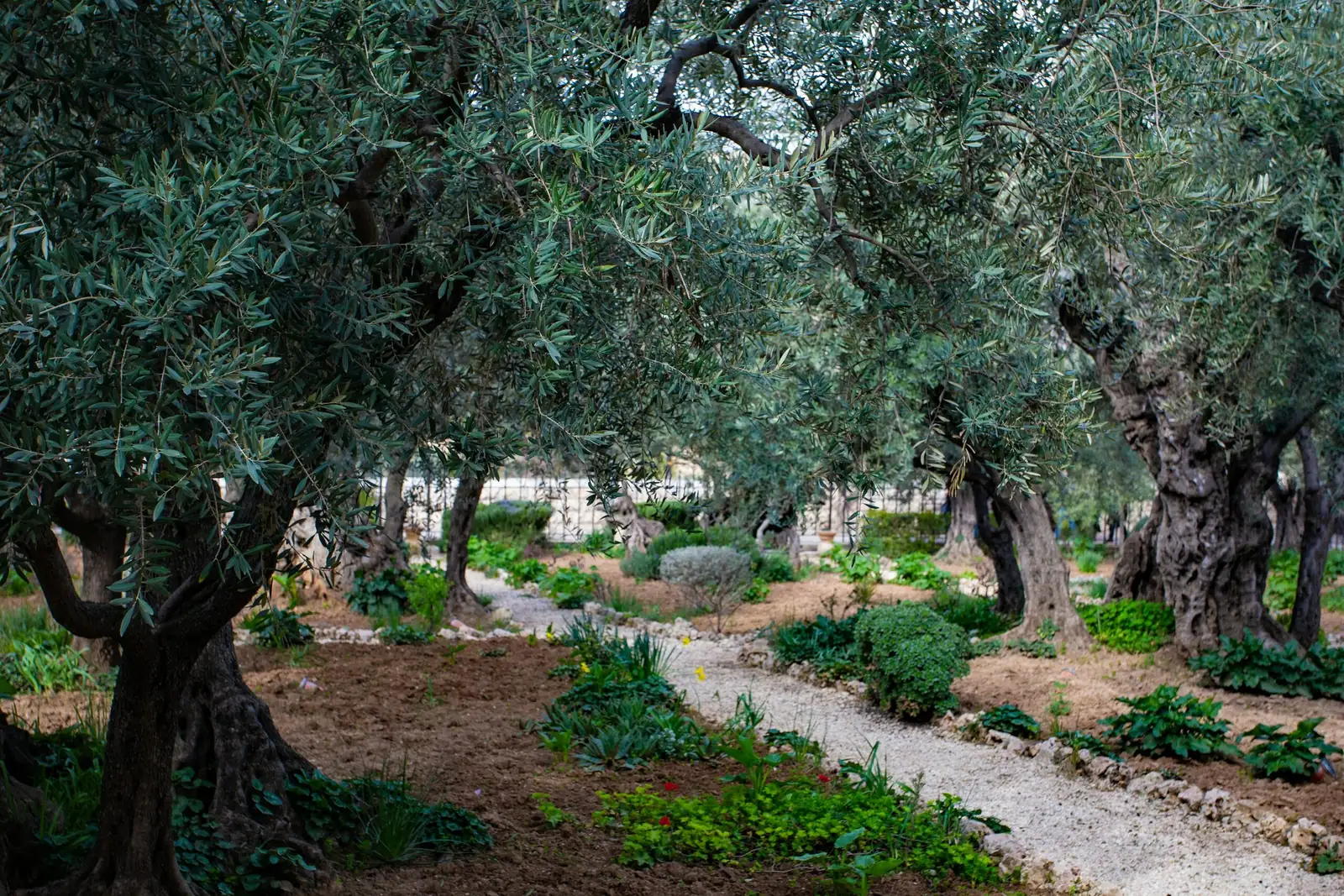 Jerusalem cherry stem cutting propagation