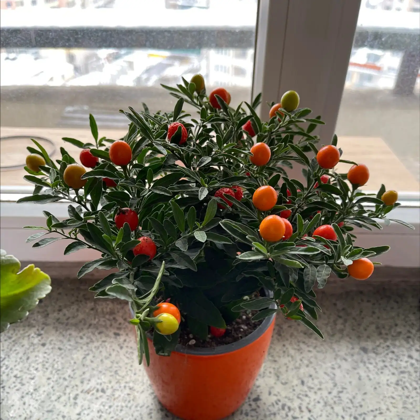 Jerusalem cherry indoor south window