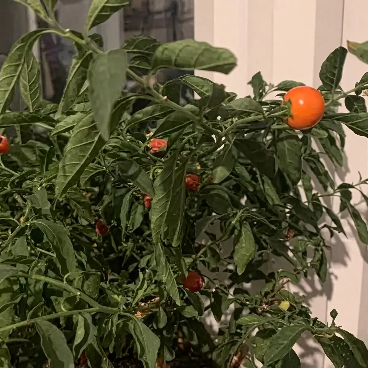jerusalem cherry seedling pinching