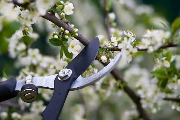 jerusalem cherry pruning close-up