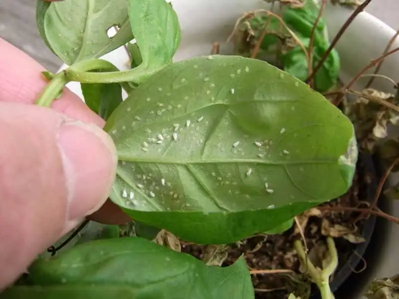 jerusalem cherry whiteflies leaf close-up