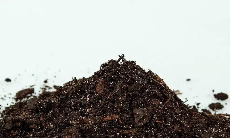 Chinese yew repotting acidic soil mix