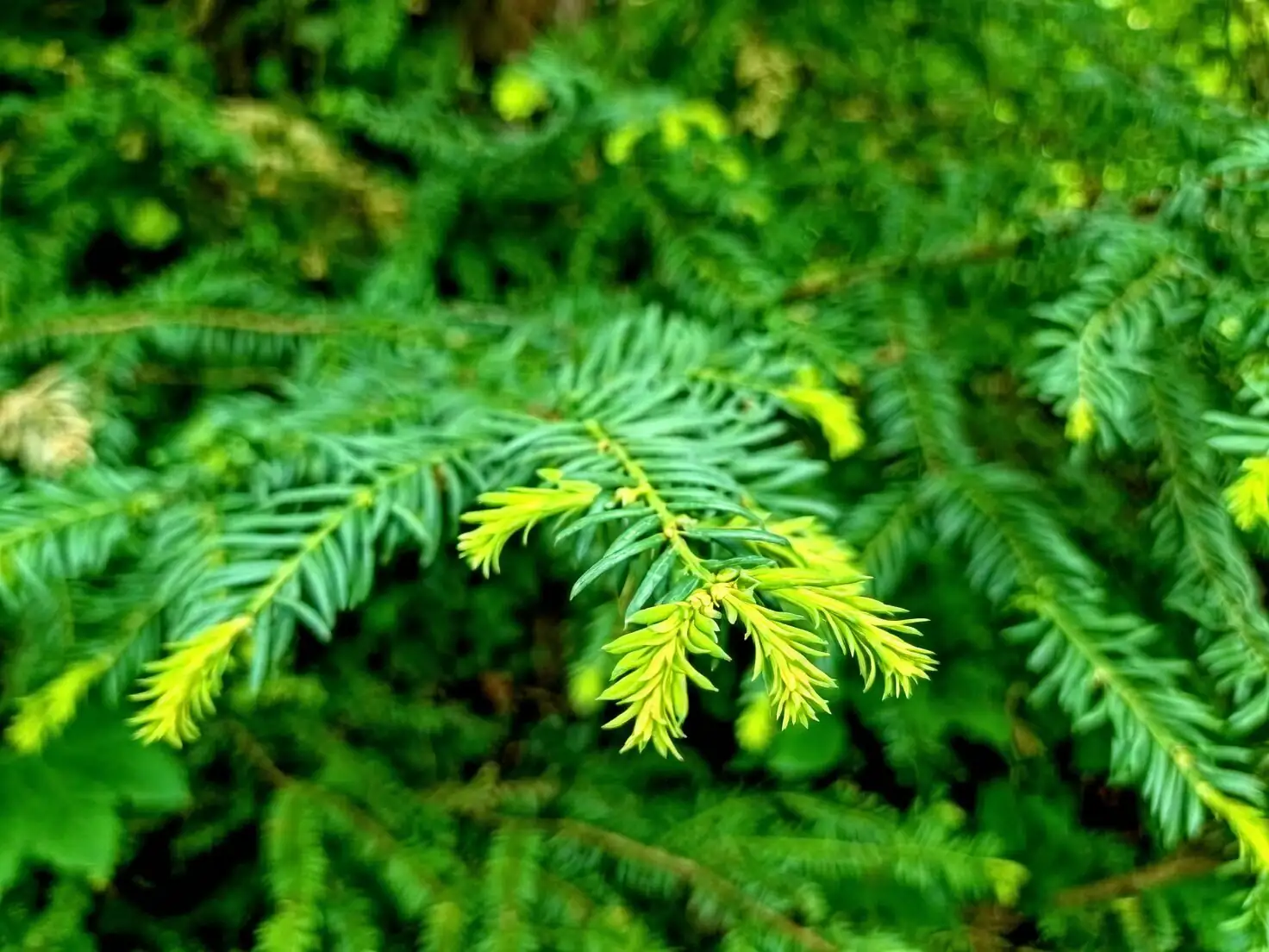 Chinese yew scale insects close-up