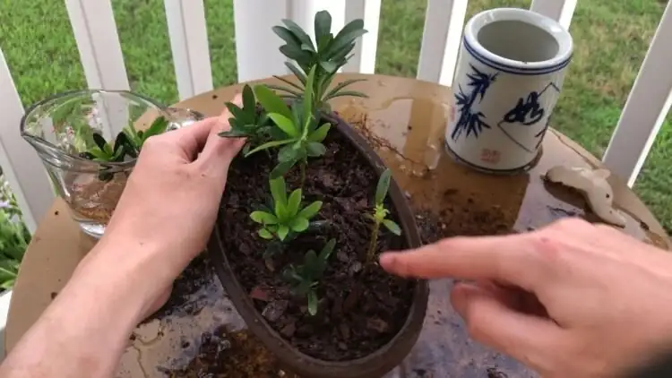 Chinese yew potting mix close-up