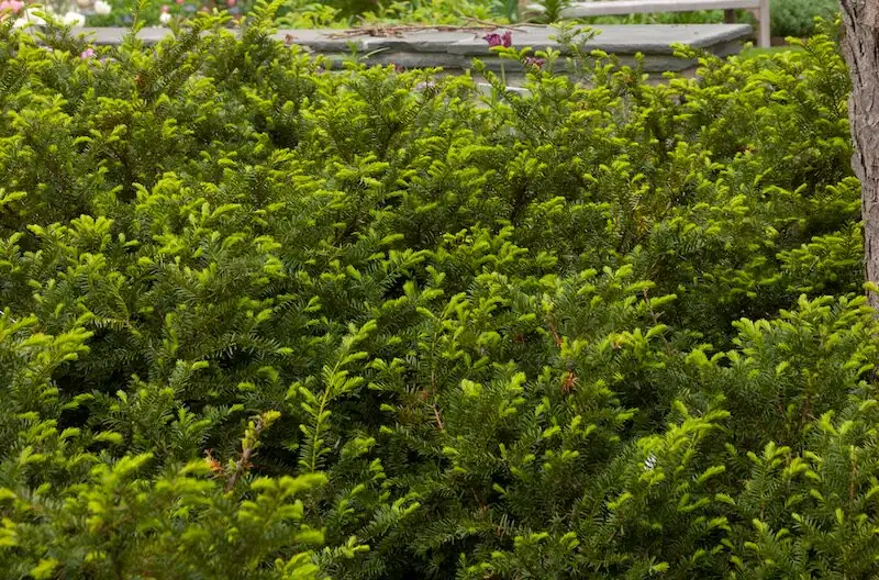 Chinese yew winter watering hand