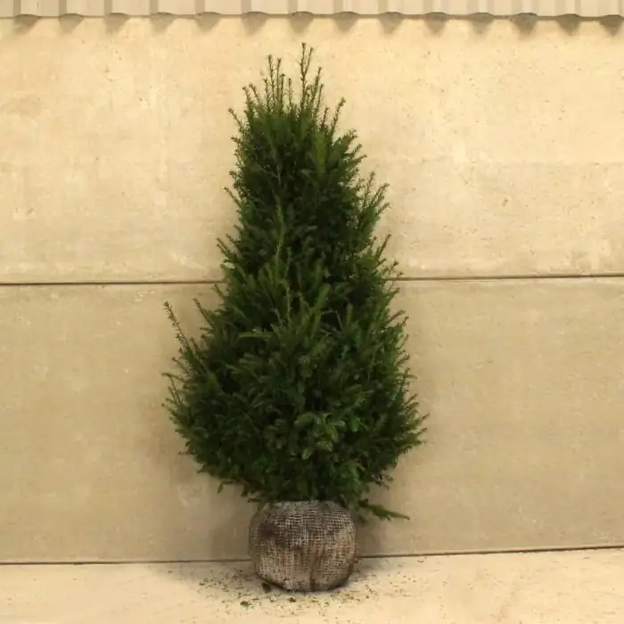 Chinese yew repotting root ball