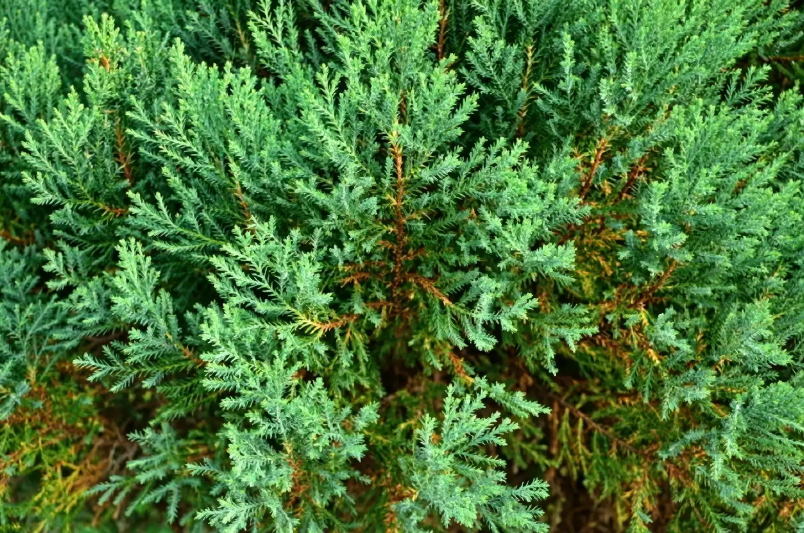 Chinese yew yellow leaves close up