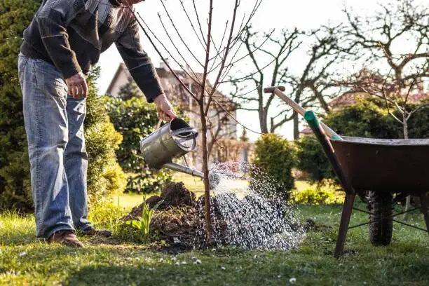 Chinese yew iron sulfate watering