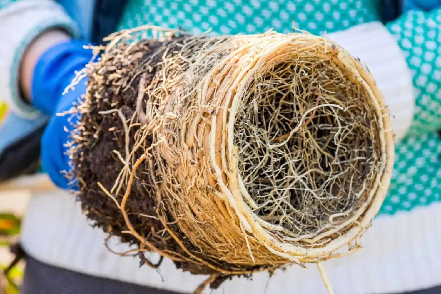 Chinese yew repotting roots