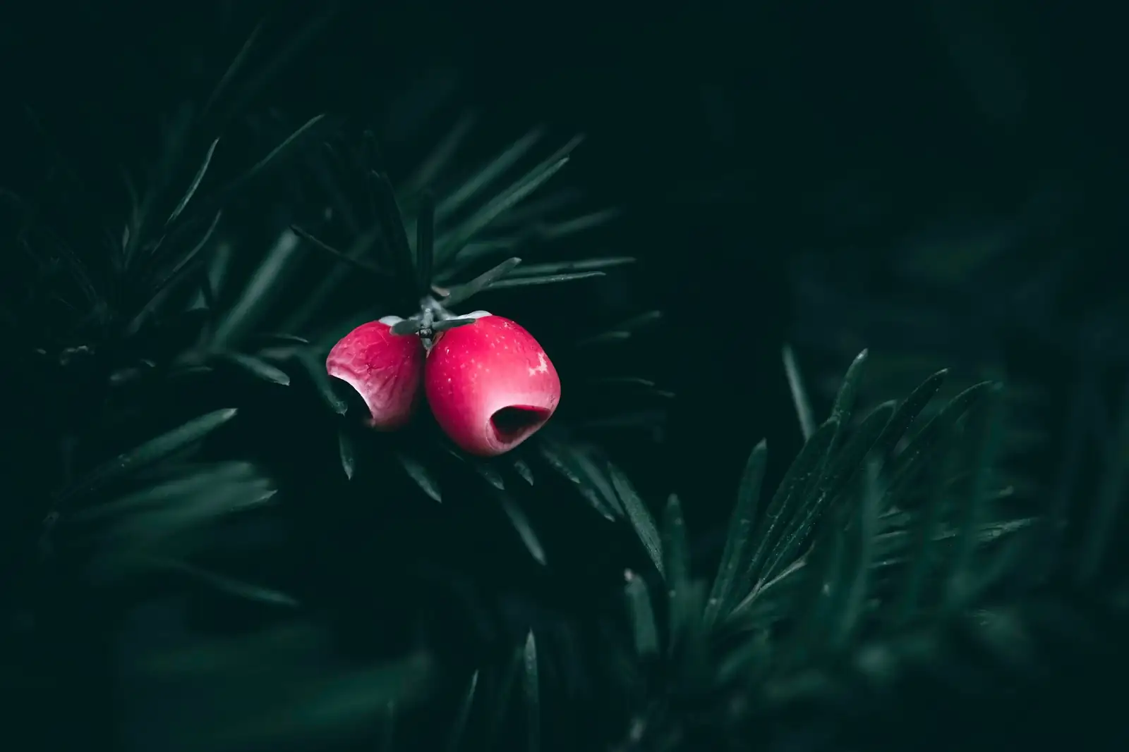 Chinese yew red arils branch