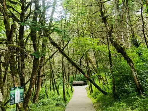 Chinese yew mountain forest shade