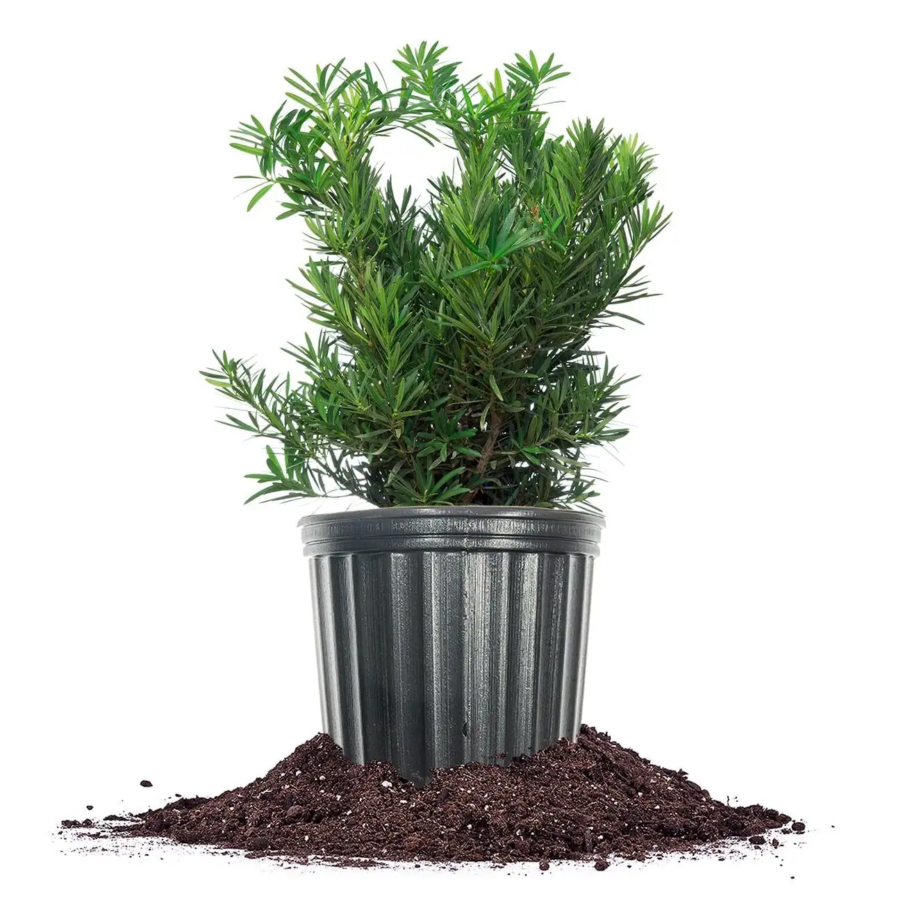 Chinese yew balcony pot