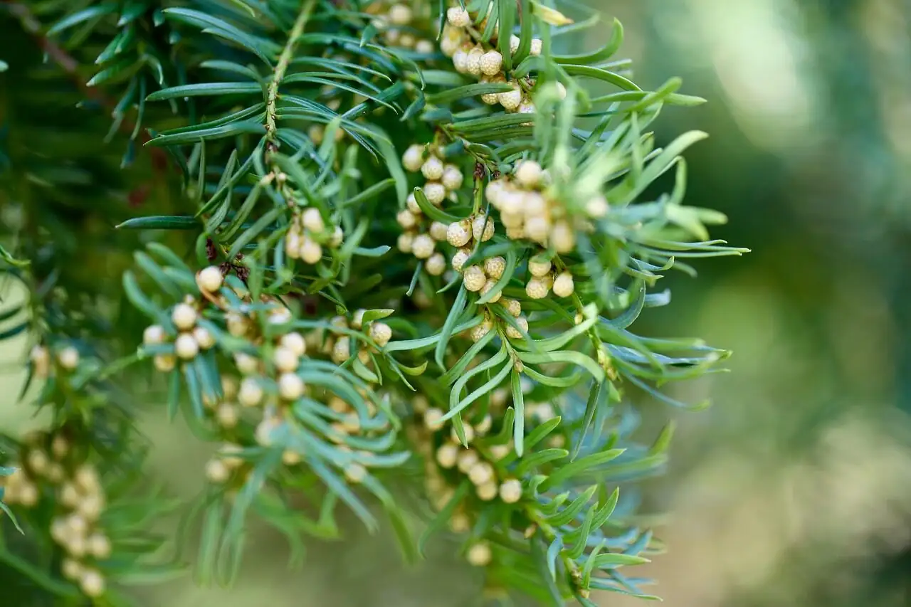 Chinese yew stem cuttings