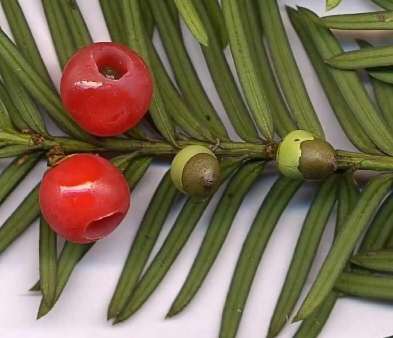 Chinese yew aril dissection tweezers