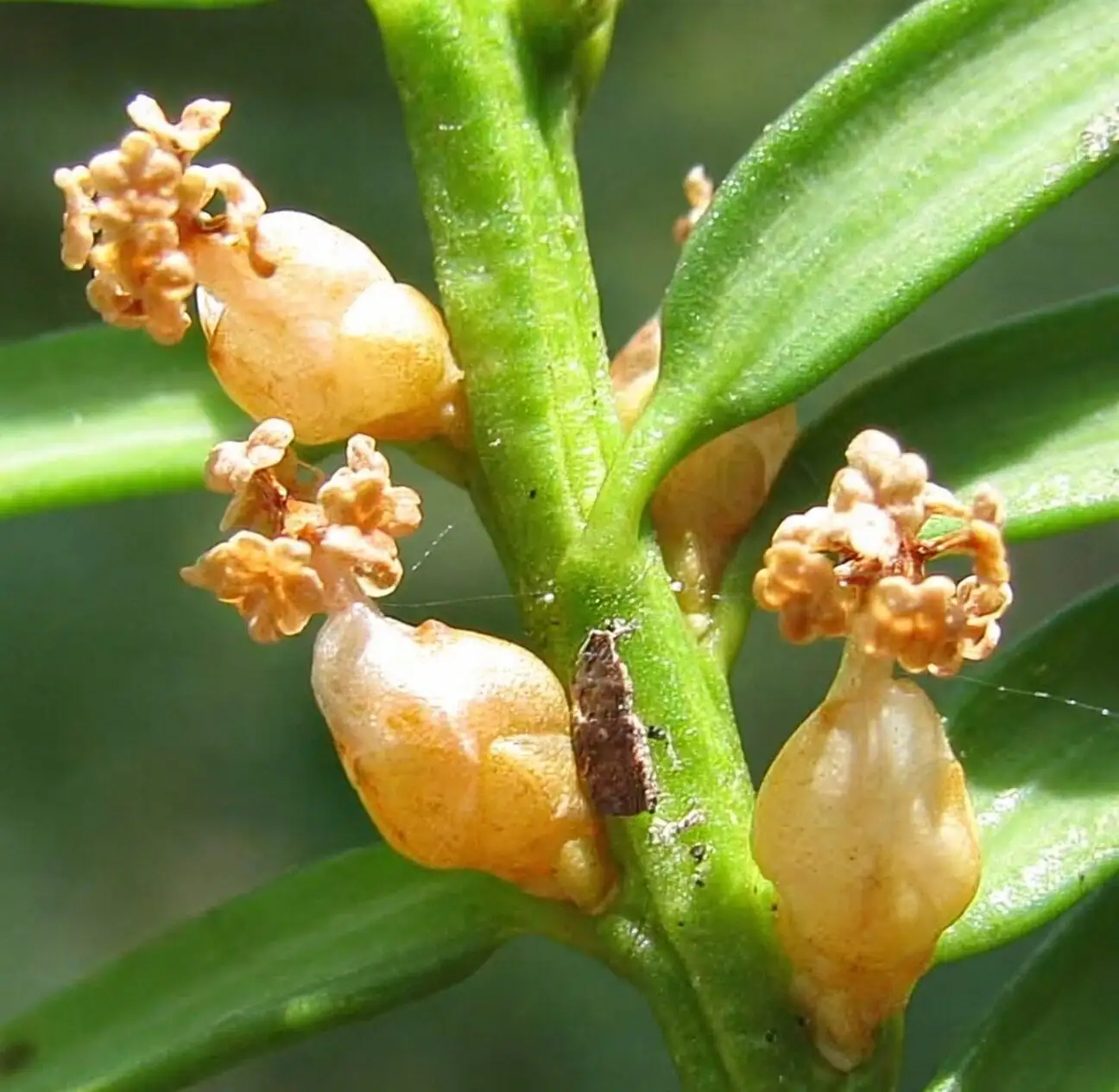 Chinese yew male pollen cones