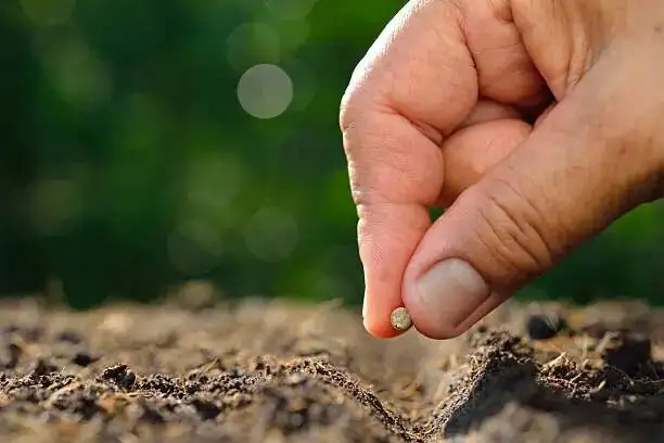 Chinese yew seed stratification sand