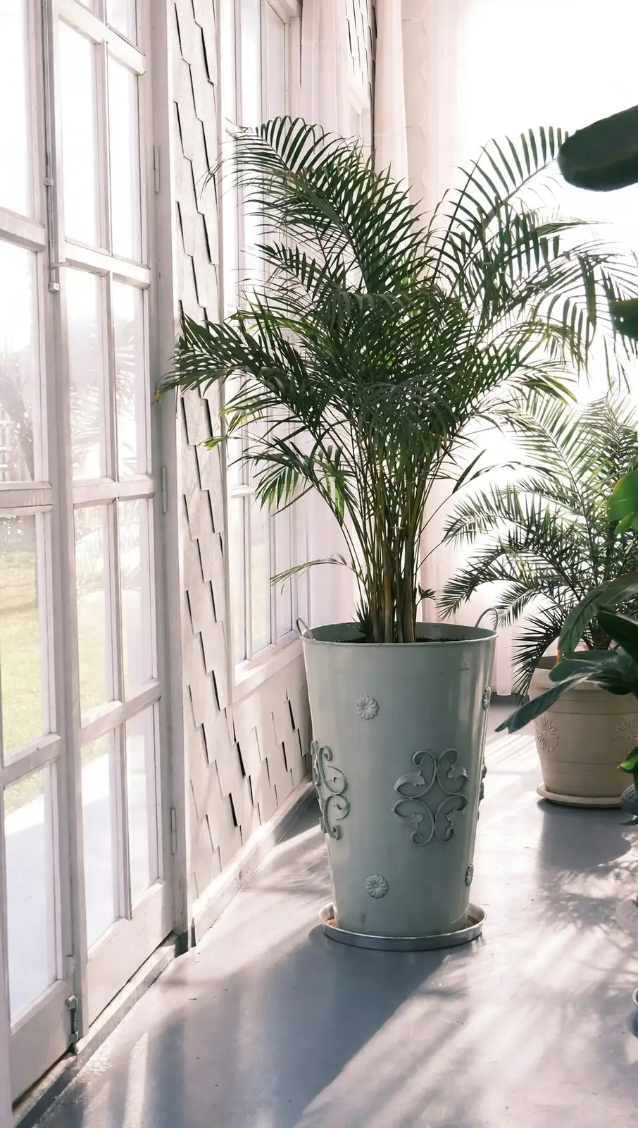 Chinese yew indoor pot window