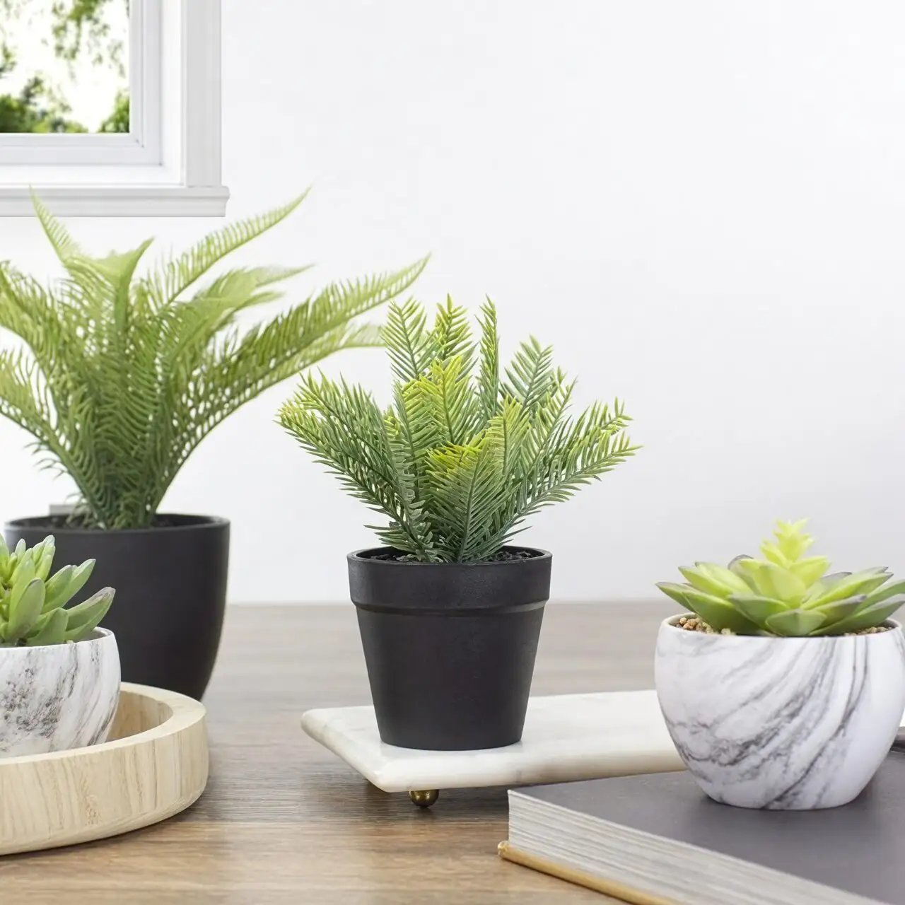 Chinese yew indoor potted living room