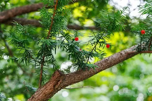 买苗不走弯路：花市红豆杉“好苗相”和价格带避坑指南