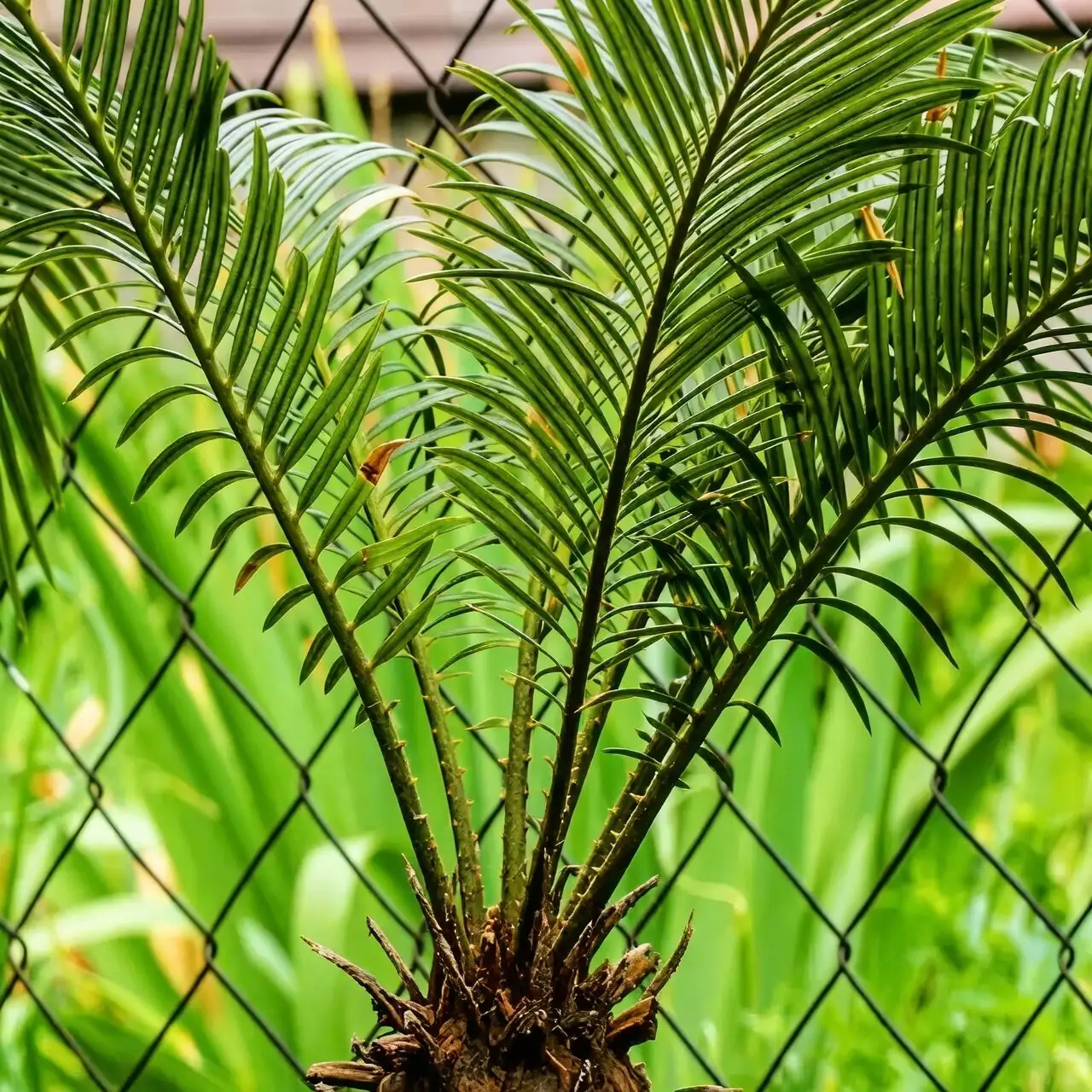 sago palm caudex fronds close-up