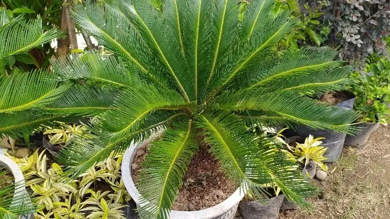 sago palm on sunny windowsill