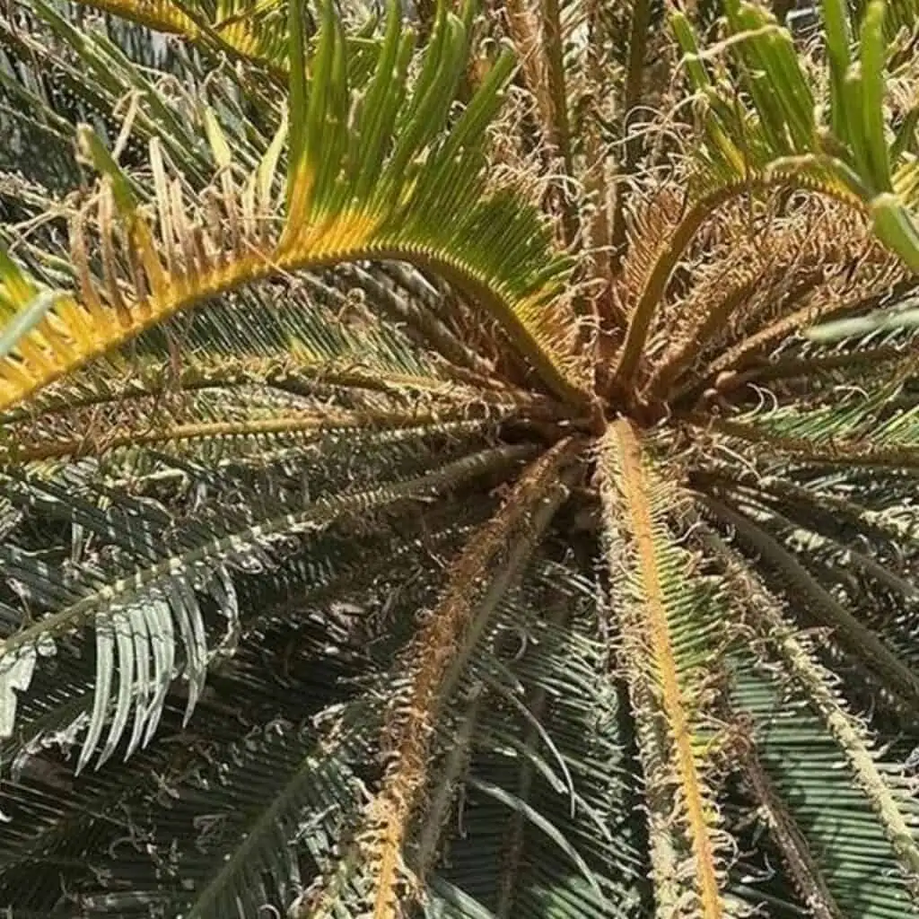 sago palm yellow leaves close-up