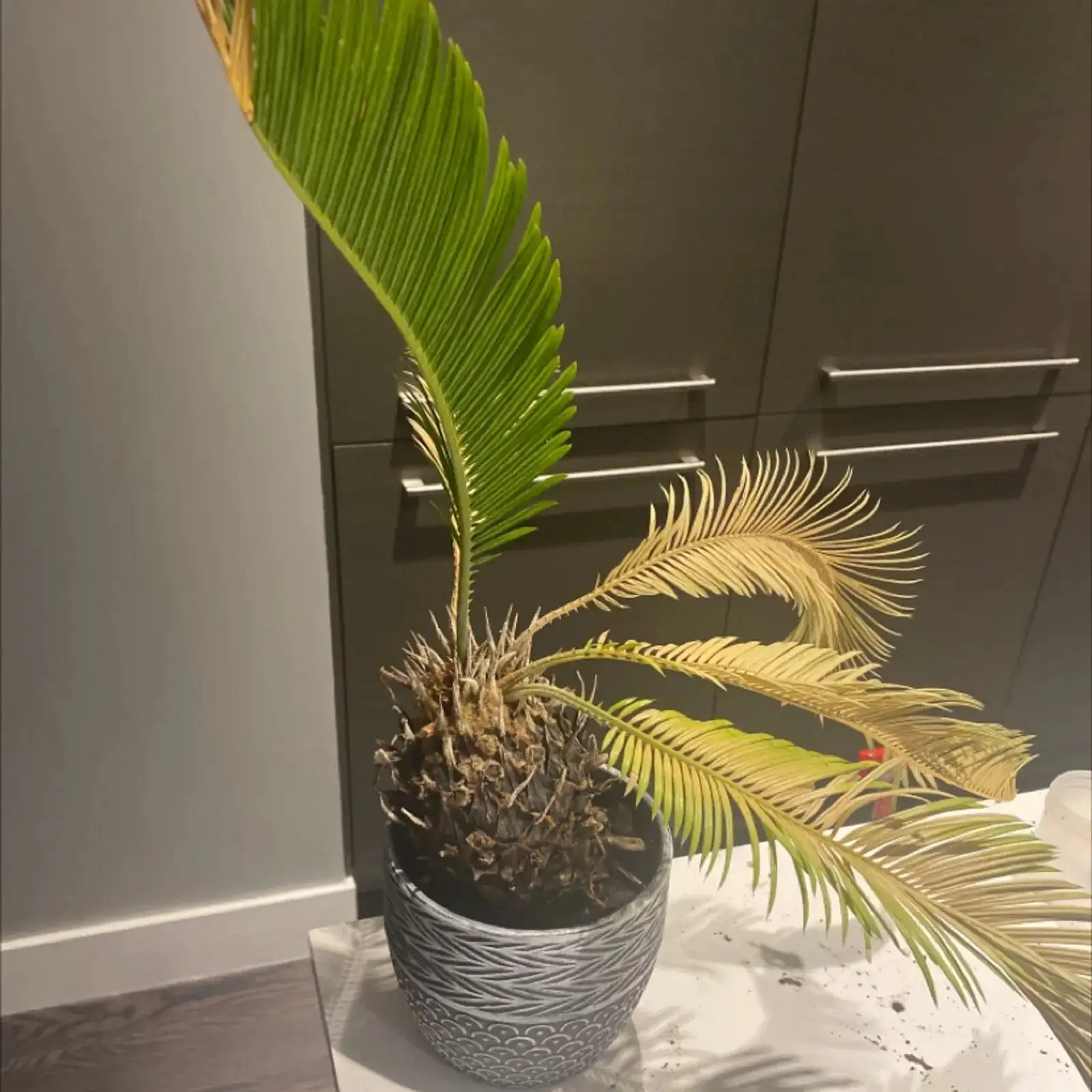 sago palm leggy new fronds