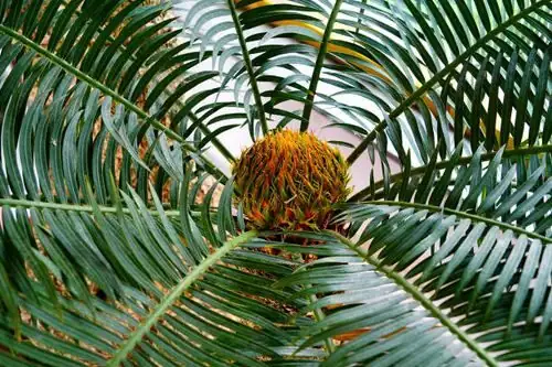 sago palm Okinawa coastal garden