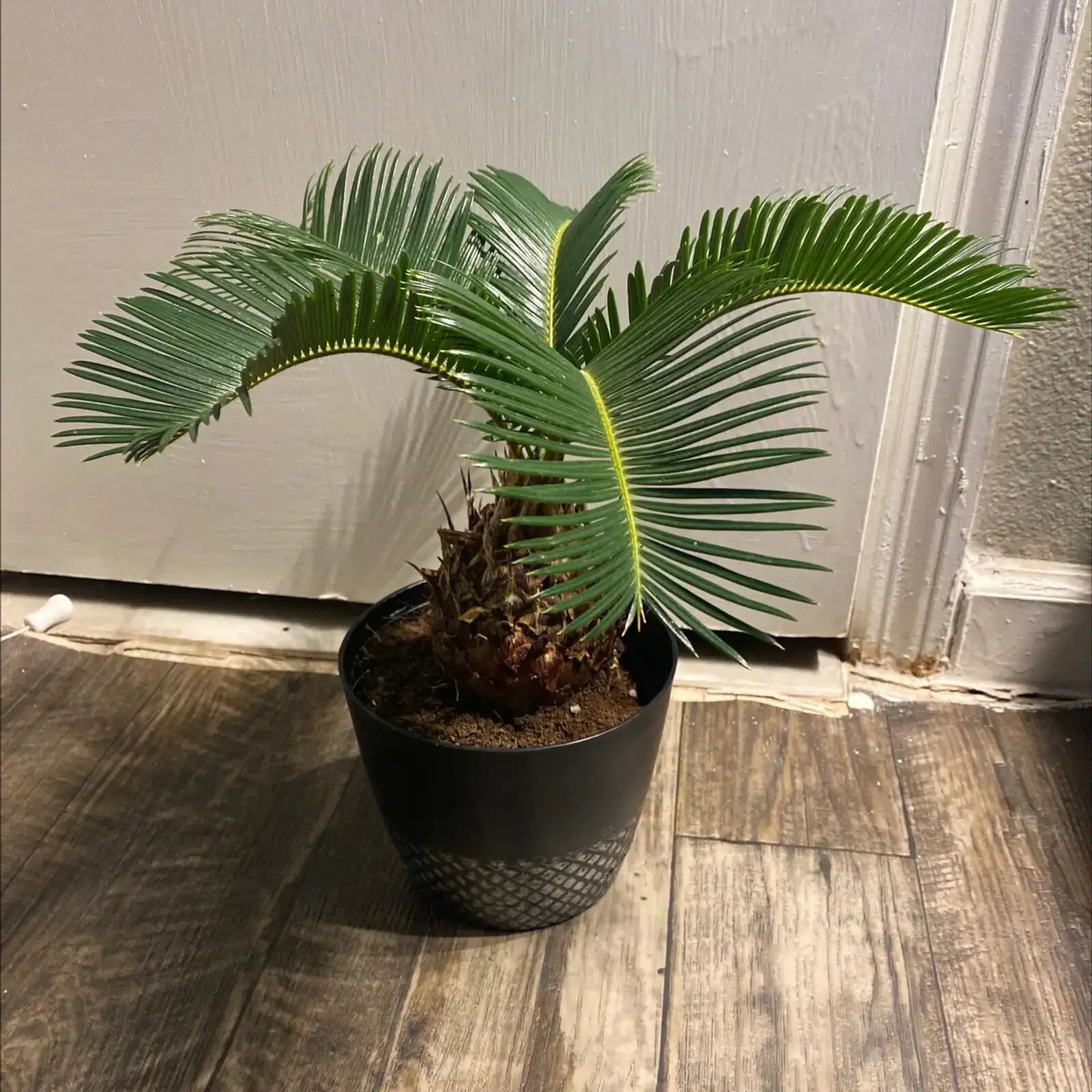 sago palm watering indoor pot