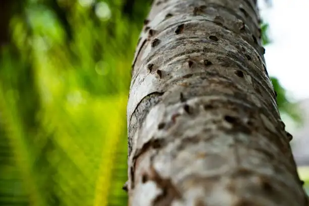 sago palm bare trunk for sale