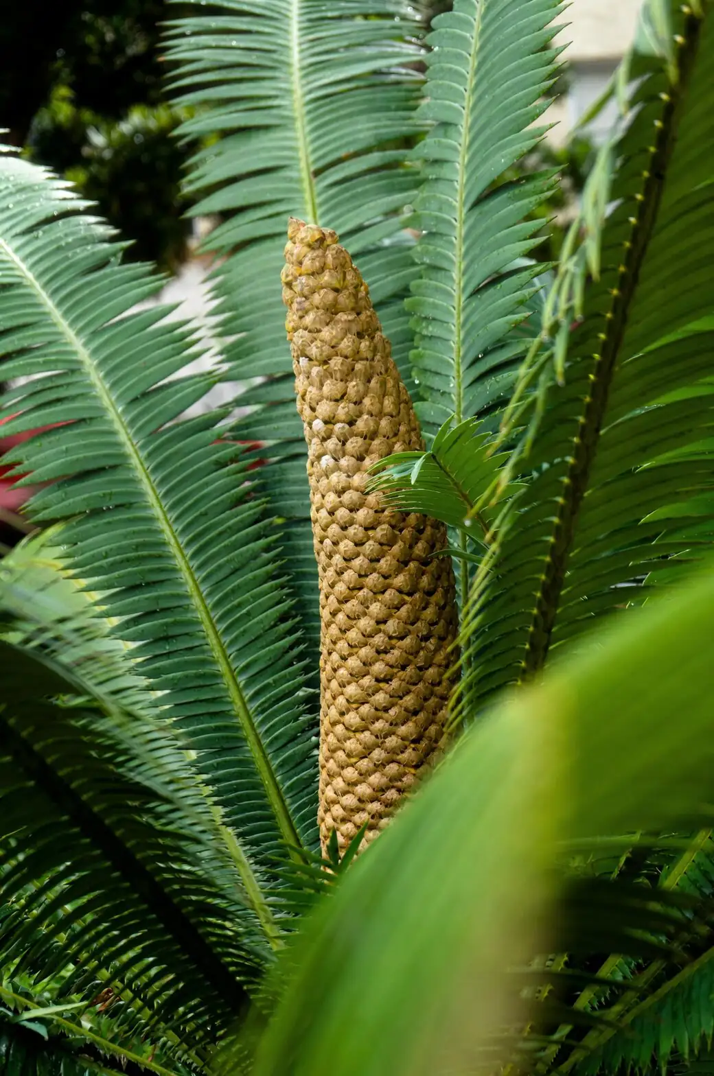 sago palm male cone close-up