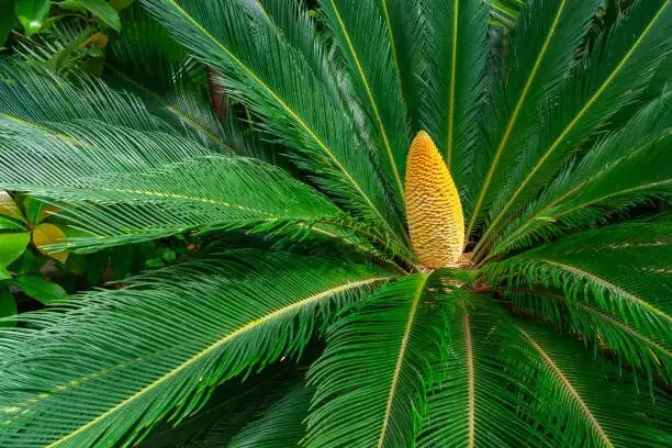 sago palm female megasporophyll ovules